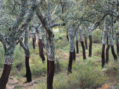 Grove of cork oak trees