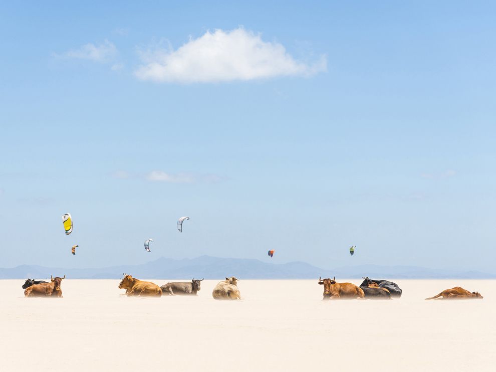 Kites and cows