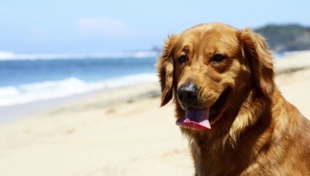 Golden retrievers on golden sands could soon become a familiar sight at two beaches on the Costa del Sol.